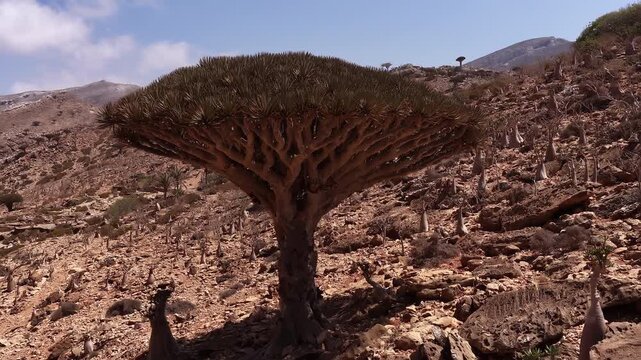 Aerial view of dragon's blood tree in socotra island, yemen