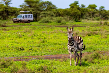 Naklejka premium Zebra