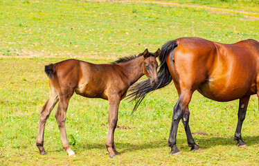 Obraz premium bay foal who is with his mother in the summer in a meadow