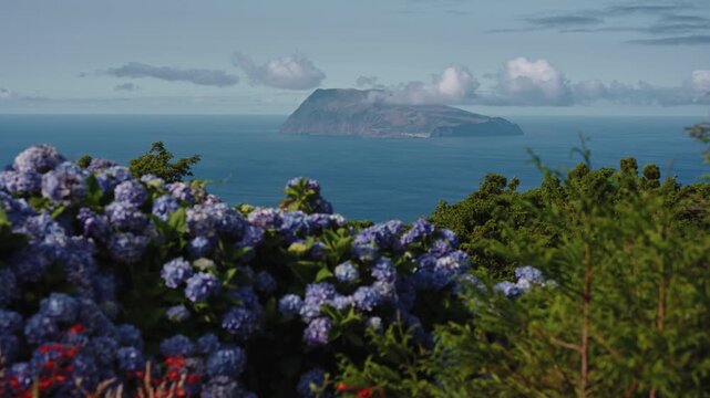 Cinematic Long Shot of Corvo Island on the Horizon Framed by Blue Hydrangeas and Greenery, Flores Island, Azores