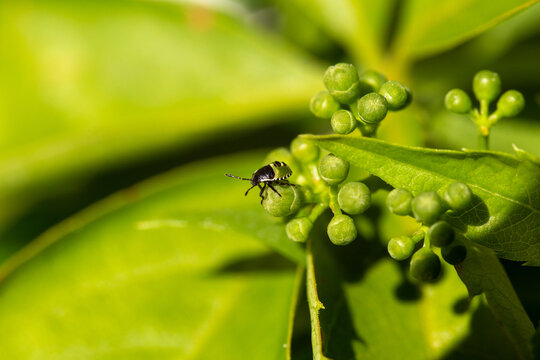 Green Shield Bug