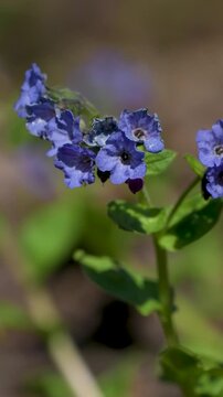 Vertical 4K b-roll of blue pulmonaria flowers blooming in spring forest. Close-up nature background with wild lungwort swaying in wind. High-quality footage for botanical projects, gardening content