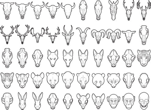 A striking display of animal skulls in an illustrative and educational, featuring a diverse collection of detailed drawings. 