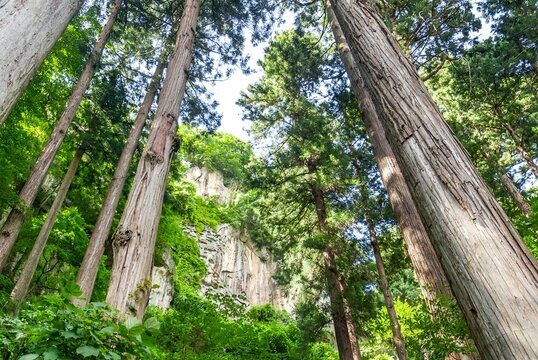 山形市 山寺にある立石寺（山寺）の巨大な岩壁と杉林の風景/Towering Rock Walls and Giant Cedar Trees in Yamadera Temple (Risshakuji)