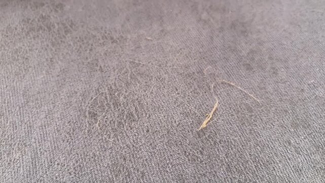 Closeup of Cat Hair and Dust on Gray Fabric Surface Creating Realistic Dirty Textile Texture Background Footage