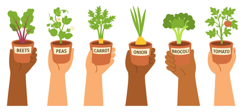 Six diverse hands of different skin tones holding labeled clay pots with growing vegetable plants: beets, peas, carrot, onion, broccoli and tomato. Gardening and diversity concept.
