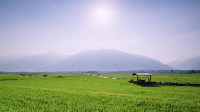 A scenic view of lush green rice fields in Chishang, Taitung, Taiwan, featuring a small wooden pavilion under a hazy sun and distant mountains.