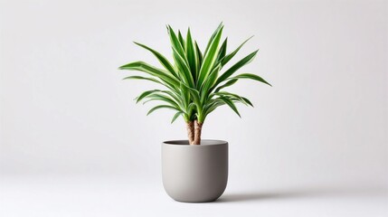 Fototapeta premium A vibrant green potted plant with variegated leaves sits in a minimalist gray planter