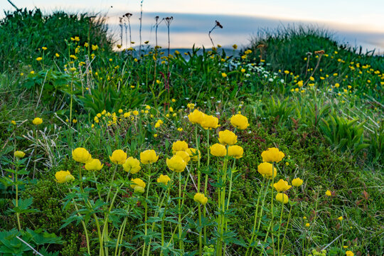 European globeflower (Trollius europaeus)