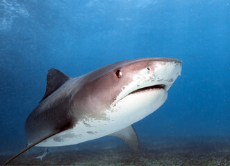 Fototapeta premium Tiger shark swims in crystal clear sea water.