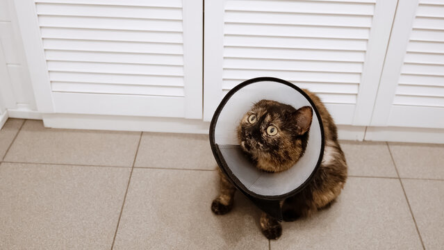 Domestic cat wearing Elizabethan collar on neck waiting after injury, surgery, sterilization, or castration. Pet treatment. Protective veterinary plastic cone. Stray animals. Health care.