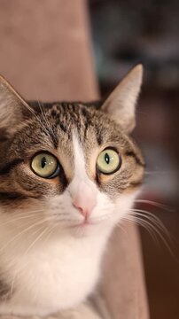 Close-up of a tabby cat with striking green eyes, looking attentively