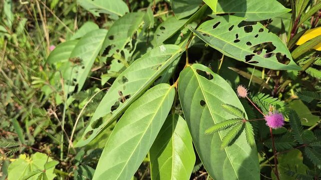 Close Up of Wild Green Leaves with Insect Holes and Pink Mimosa Pudica Flower in the Garden