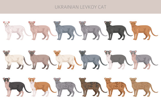 Ukrainian levkoy Cat clipart. All coat colors set.  All cat breeds characteristics infographic. Vector illustration