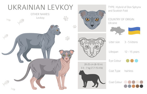Ukrainian levkoy Cat clipart. All coat colors set.  All cat breeds characteristics infographic. Vector illustration