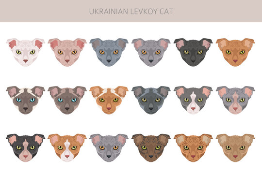 Ukrainian levkoy Cat clipart. All coat colors set.  All cat breeds characteristics infographic. Vector illustration