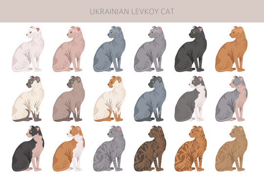 Ukrainian levkoy Cat clipart. All coat colors set.  All cat breeds characteristics infographic. Vector illustration