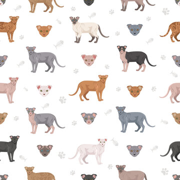 Ukrainian levkoy Cat clipart. All coat colors set.  All cat breeds characteristics infographic. Vector illustration