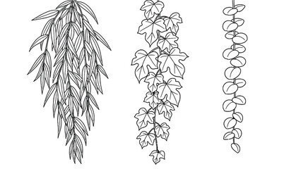 Hanging plant varieties line art coloring page featuring willow leaves ivy vines and round eucalyptus foliage in vertical botanical illustration layout. © hossain