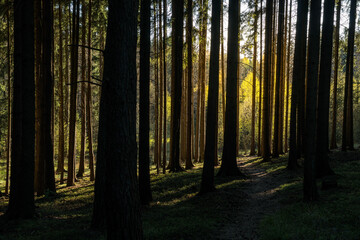 Obraz premium Spruce Tree Silhouettes in Warm Light of the Setting Sun
