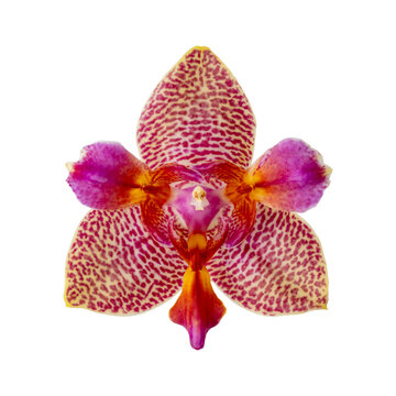 Single yellow with red color spots rare peloric orchid flower closeup isolated on white. Butterfly orchid called Phalaenopsis Joy Fairy Tale.