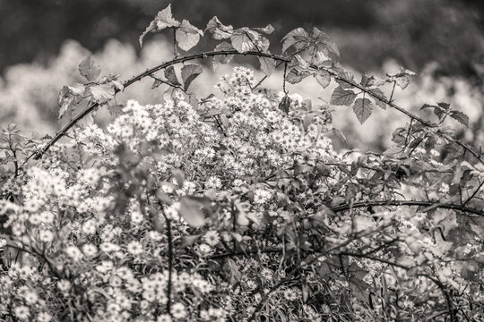 Ronce et p&acirc;querettes en automne