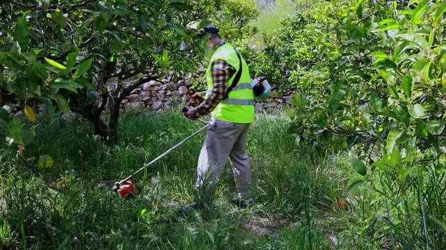 Professional gardener trimming overgrown grass in an orchard