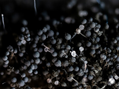 Fungal spores growing on rotten tomato under the microscope