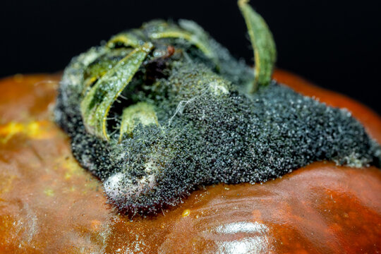 Macro close up of mold growing on rotten tomato