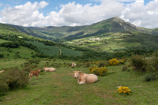 Pyrenean breed cows resting in the Ollo Valley, Navarre