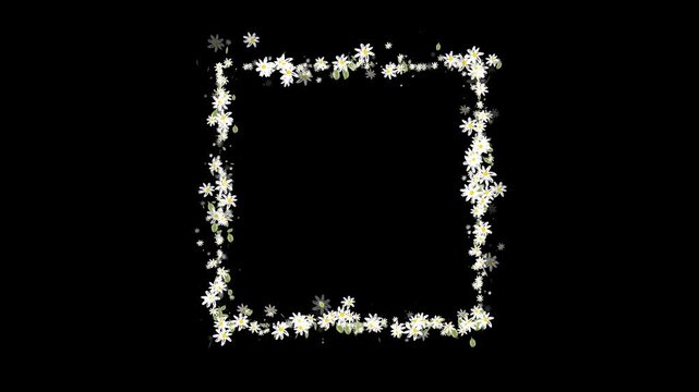 White Daisy Wreath Animation with Soft Green Leaves and Sunlight. Beautiful Daisies Flower Round Frame Animation with Blooming Petals.