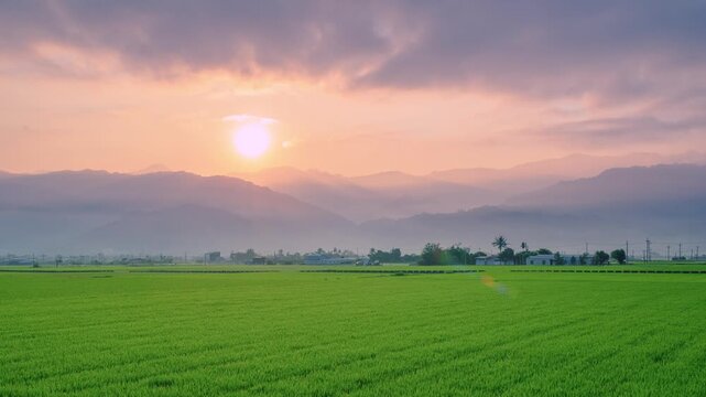 A beautiful morning sunrise over lush green rice fields in Yuli, Hualien, Taiwan, with misty mountains in the background under a soft sky.