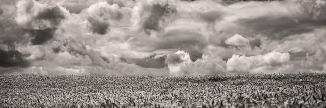 Champ de colza sous un ciel orageux