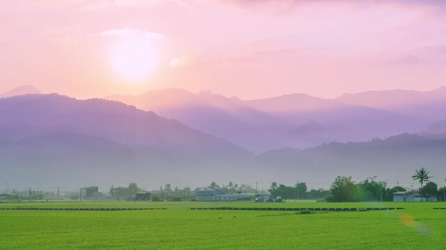 A serene morning view of lush green rice fields in Yuli, Hualien, Taiwan, with misty mountains in the background under a soft pink sunrise sky.