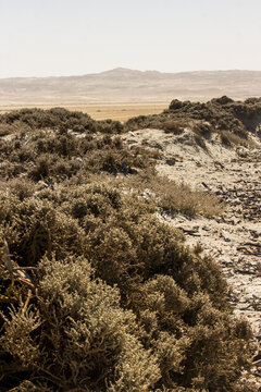 Resilient desert shrubs, growing along a rocky ridge in the harsh environment of the Southern Namib.