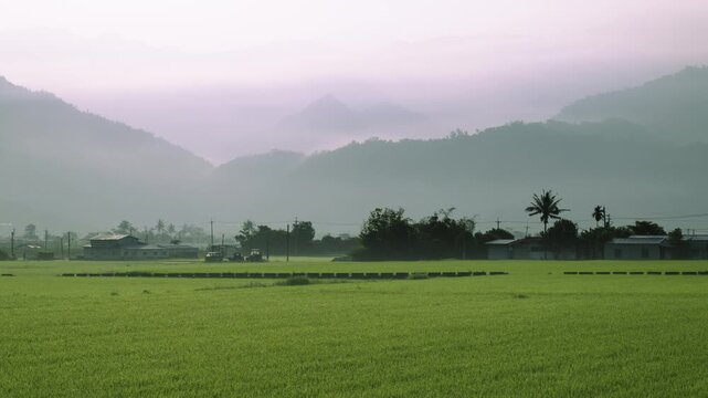 A serene morning view of lush green rice fields in Yuli, Hualien, Taiwan, with misty mountains rising in the background under the soft sunrise light.
