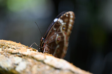 Fototapeta premium Morpho butterfly in its natural habitat