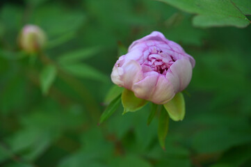 Fototapeta premium Peonies
