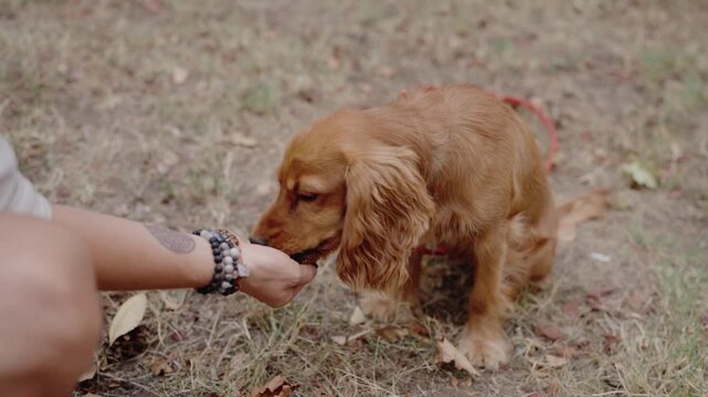 Adorable golden Cocker Spaniel puppy eagerly awaits and enjoys a treat from its owner's hand in a playful outdoor setting. The puppy's attentiveness and joy create a heartwarming scene of connection
