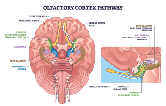 Olfactory cortex pathway showing how smell signals travel via olfactory bulb and tract to hippocampus, linking odor to memory and emotion. Outline diagram