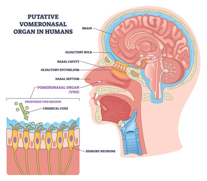 Vomeronasal organ function in a brief head cutaway, chemical cues travel to VNO, olfactory bulb, and brain, key, VNO, olfactory bulb, sensory neurons. Outline diagram