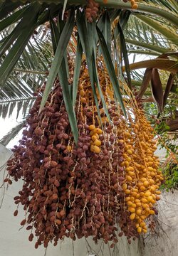 Racimos de d&aacute;tiles colgando de una palmera datilera, en dos fases distintas de maduraci&oacute;n: los amarillos son frescos (khalal), y los marrones son maduros (rutab o tamr)