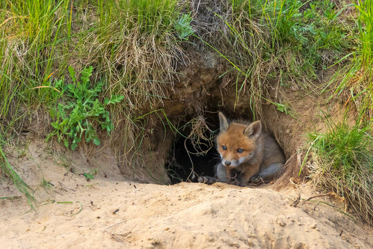 Cute Red Fox cub (Vulpes vulpes) sitting at the entrance of its den. Young fox kit exploring the world outside the burrow in the wild. Natural habitat, sandy soil with grass.