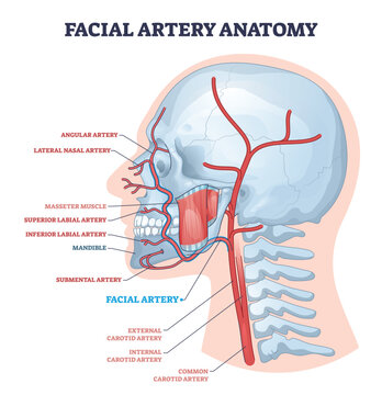 Facial artery anatomy illustrates blood supply of the face, highlighting facial artery, external carotid, and mandible in a clean medical schematic. Outline diagram