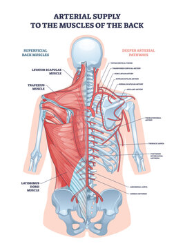 Arterial supply back muscles visual maps arteries to trapezius and latissimus dorsi, clarifying blood flow around the spine and shoulder girdle. Outline diagram
