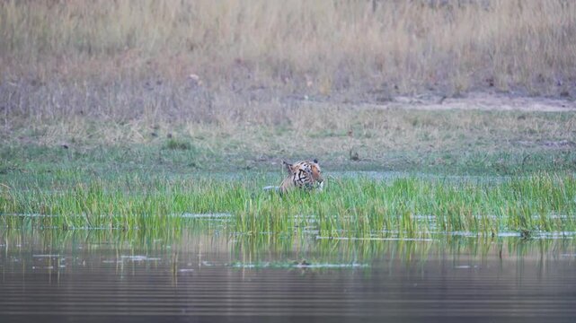 Resting tiger sprawled in shade, powerful body relaxed, eyes half-closed&mdash;a lethal predator at tranquil rest
