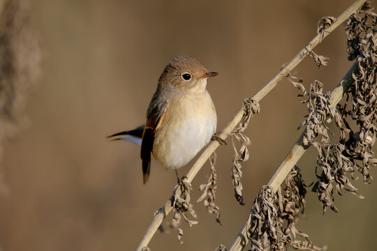 Extreme close-up of an adult female Red-breasted Flycatcher (Ficedula parva) on a dry plant stem in soft morning light, isolated on a blurred background.