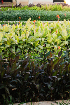 Canna generalis leaves and flowers in the garden, texture pattern