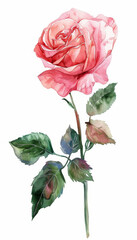 Obraz premium Beautiful pink rose illustration with lush green leaves on a white background showcasing elegance and natural beauty