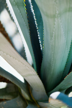blue agava close up background. Floral abstract texture